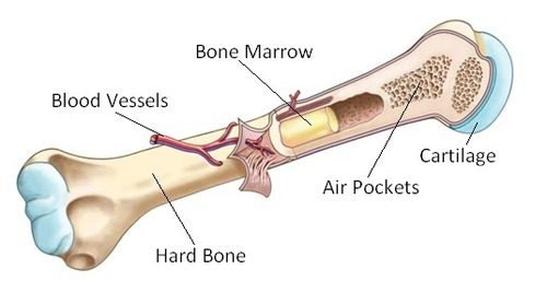 Bone marrow transplant