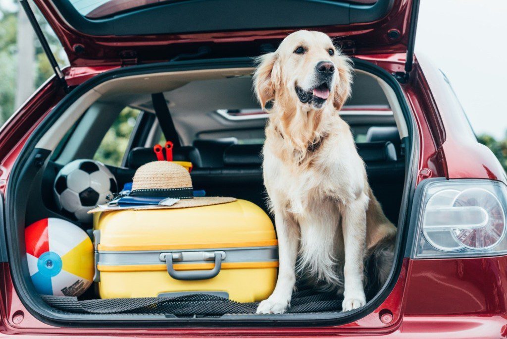 tips when travelling with your pets