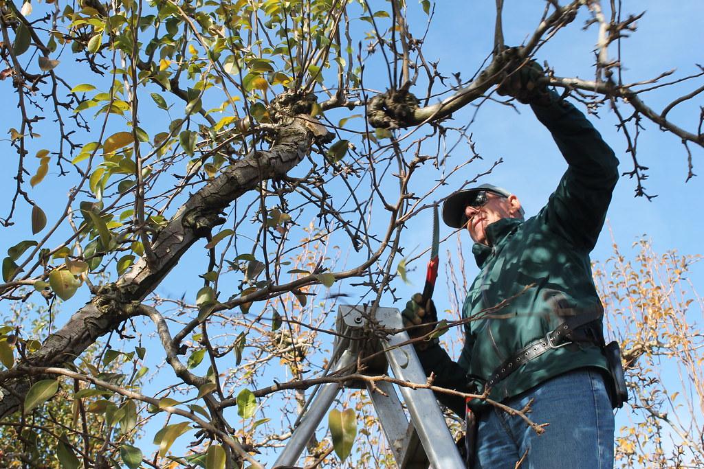 Tree Pruning