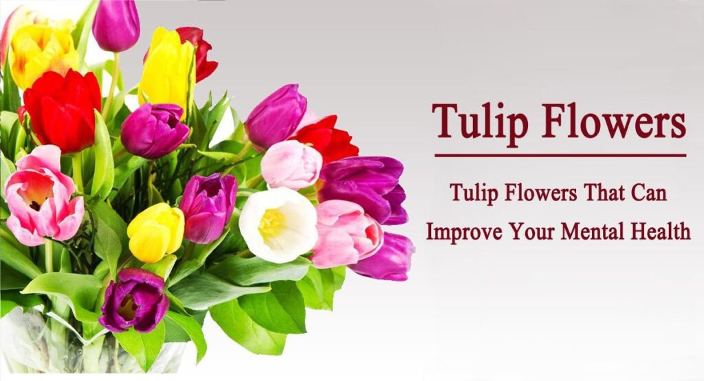 Tulip Flowers