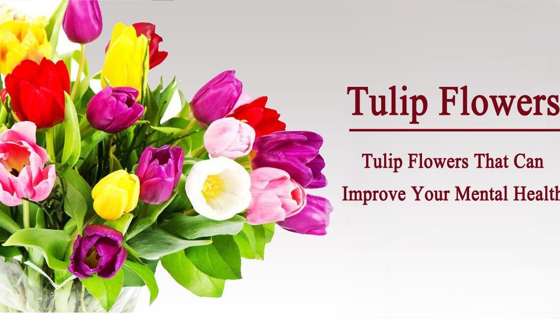 Top 14 Tulip Flowers That Can Improve Your Mental Health