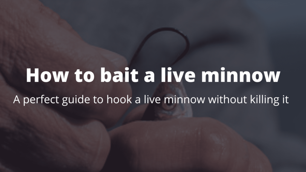 live minnows