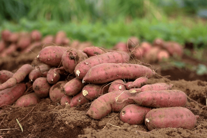 sweet potatoes